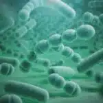 Streptococcus-Bacteria
